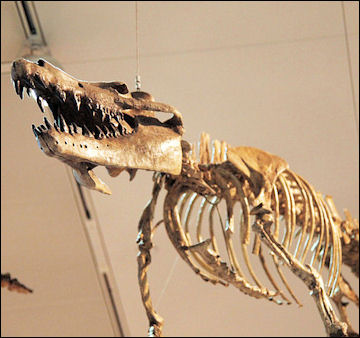 20120521-whale fossilsMaiacetus_inuus_02-_Smithsonian.JPG